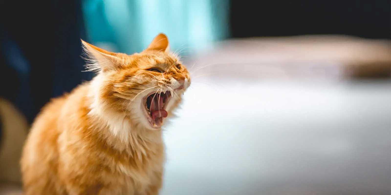 Katze