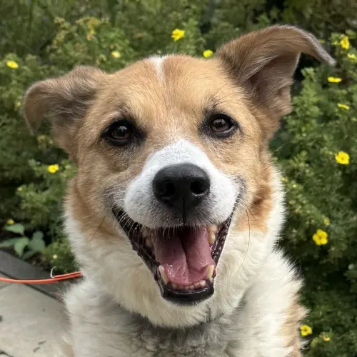 Lucky (Zuhause und Paten gesucht)
